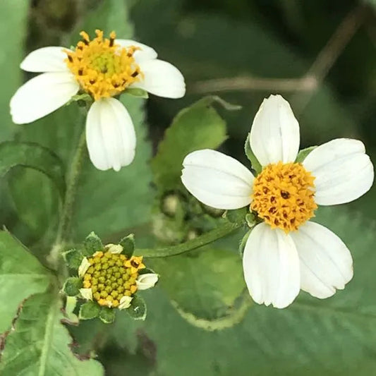 Bidens Pilosa flower seeds