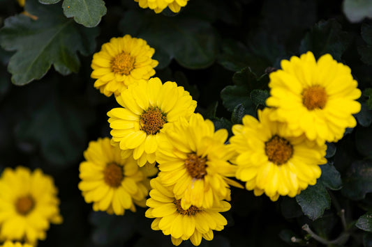 Hairy Golden Aster Flower Seeds for Planting – Heirloom Non-GMO Garden Seeds