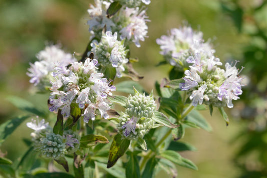 Hairy Mountain Mint Herb Seeds for Planting – Heirloom Non-GMO Garden Seeds