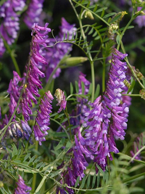 Purple Hairy Vetch Flower Seeds for Planting – Purple Blooming Garden Cover Crop