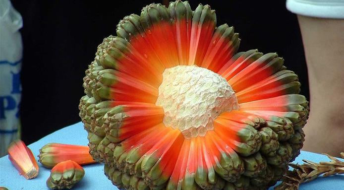 Hala fruit growing on a tropical Pandanus tectorius tree, featuring segmented green fruit clusters, long spiraling leaves, and lush tropical foliage.
