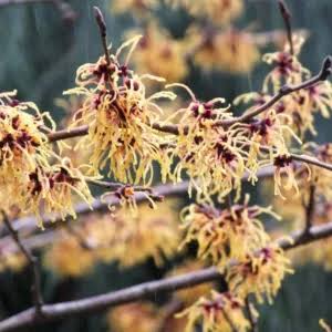 Virginian Witch Hazel Flowers