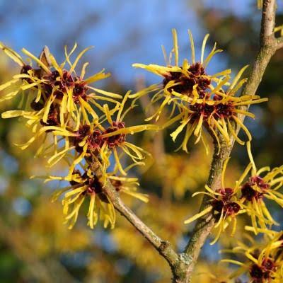 Virginian Witch Hazel Flowers