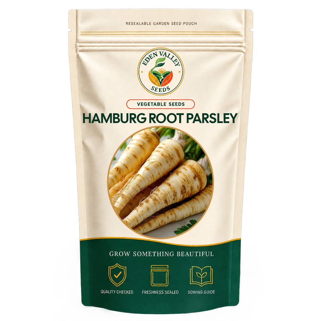 Hamburg Root Parsley Herb Seeds for planting