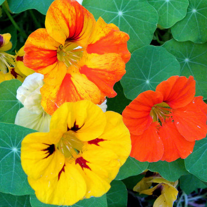 Yellow Tropaeolum flower seeds
