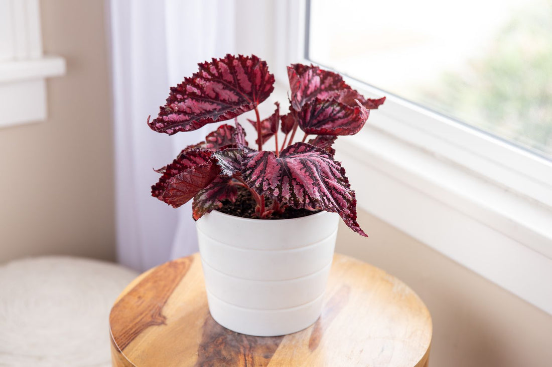 Hardy Begonia flower seeds