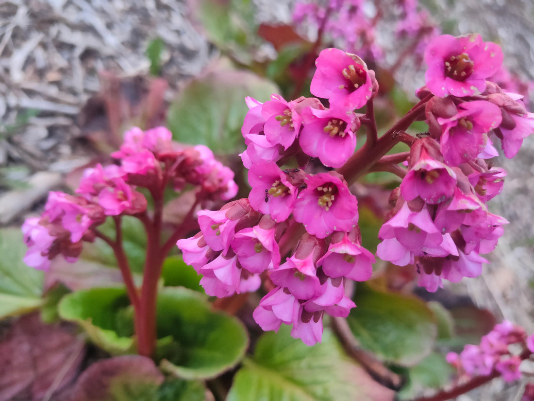 Hardy Bergenia flower seeds