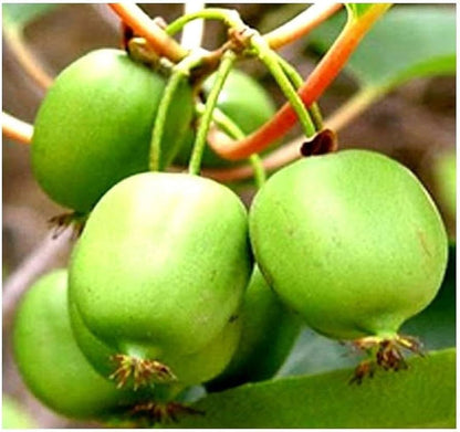 Bower Kiwi Vine Seeds for Planting – Heirloom Non-GMO Garden Seeds
