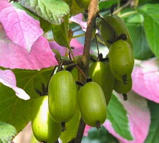 arctic beauty kiwi seeds