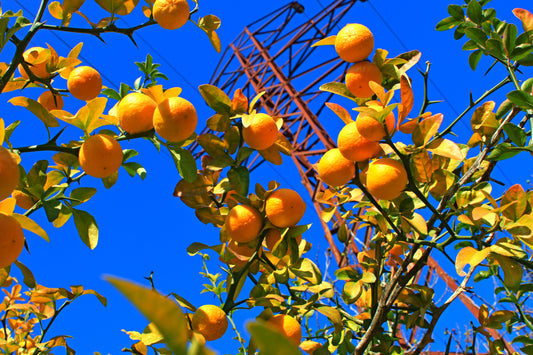 hardy orange seeds