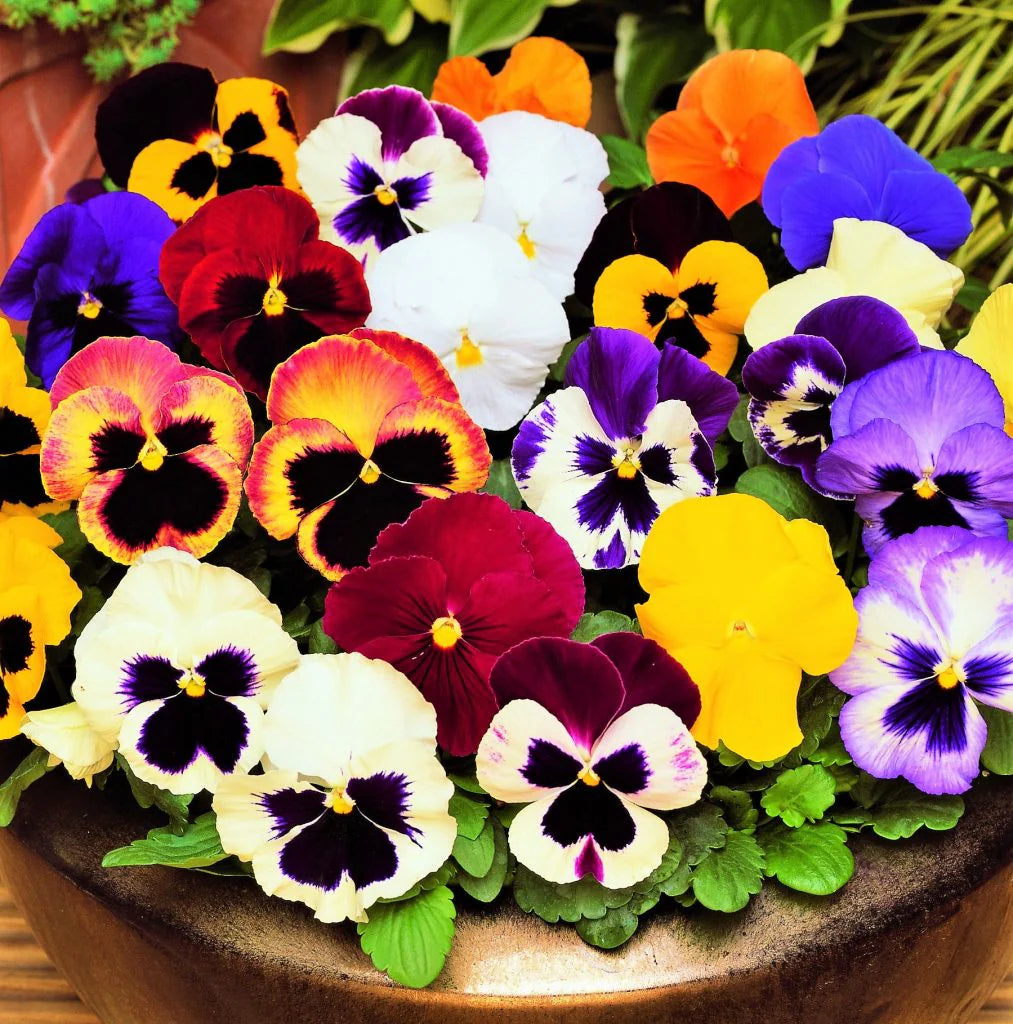 Multi-Colored Pansy Flowers Growing in Garden