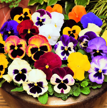Multi-Colored Pansy Flowers Growing in Garden