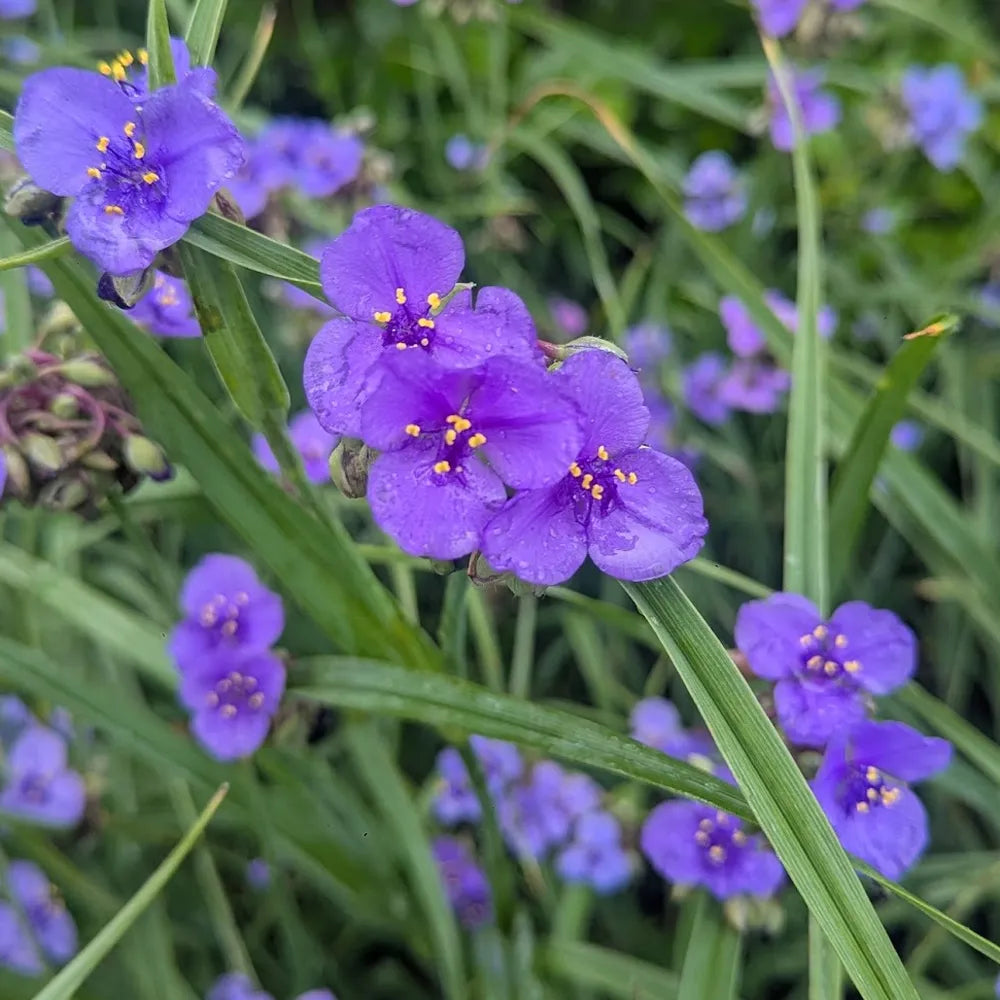 Hardy Tradescantia flower seeds