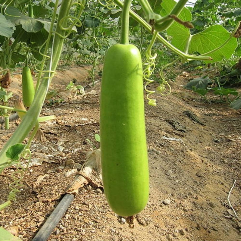 Calabash Gourd Seeds for Planting – Heirloom Garden Seeds