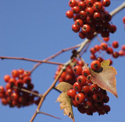 washington hawthorn seeds