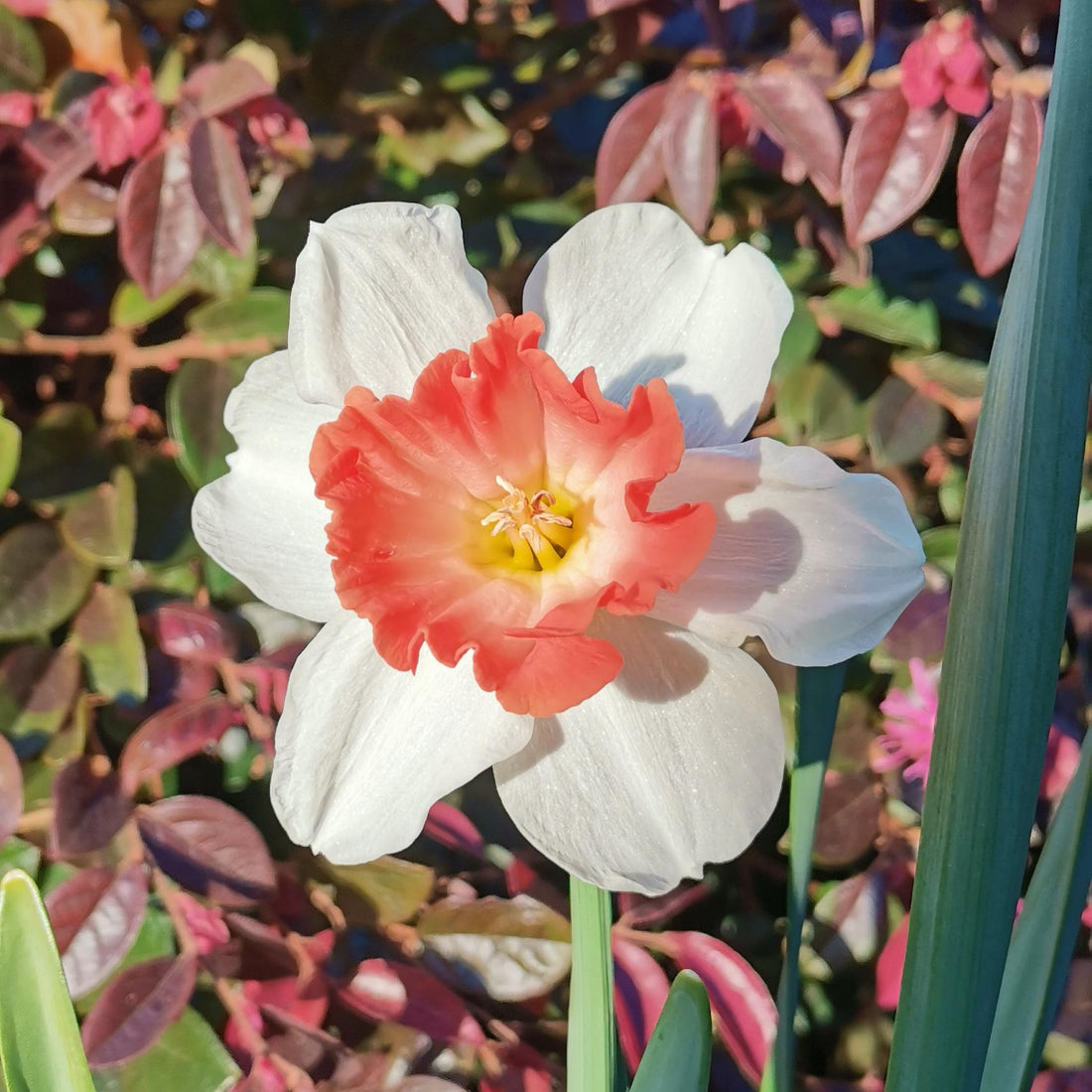 Pink Daffodils flower seeds