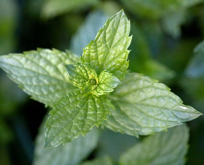 Healing Herb Seeds for planting in a home herbal garden