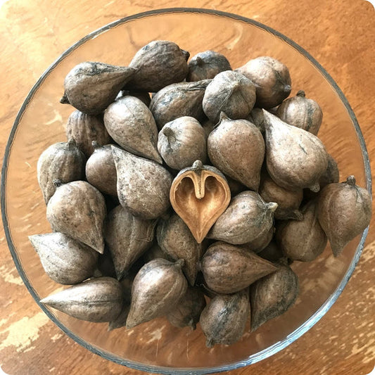 heartnut tree seeds