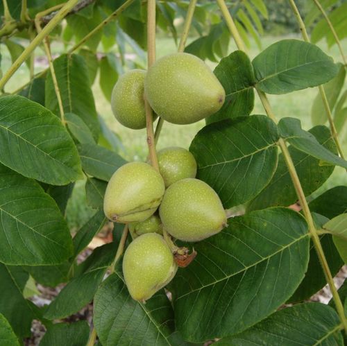 Heartnut Tree Seeds for Planting – Heirloom Non-GMO Garden Seeds