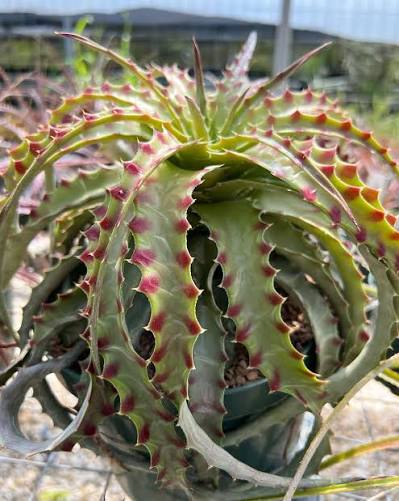Hechtia Tehuacan plant with distinctive green spiny rosette