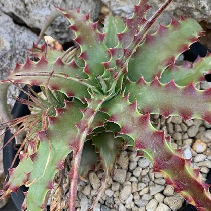 Hechtia Tehuacan plant with distinctive green spiny rosette