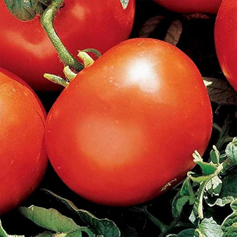 Heidi Tomato Seeds for Planting – Heirloom Non-GMO Garden Seeds