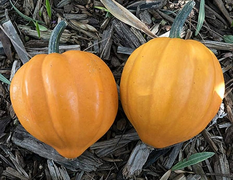 Table Gold Acorn Squash Seeds for Planting – Heirloom Non-GMO Garden Seeds