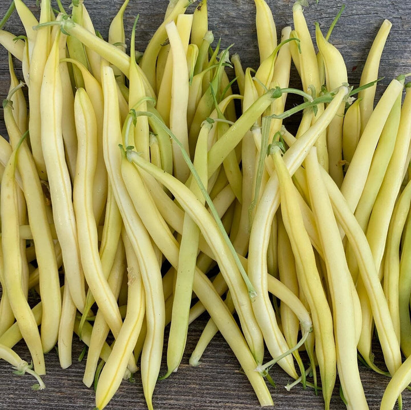 Arikara Bean Seeds for Planting – Heirloom Non-GMO Garden Seeds