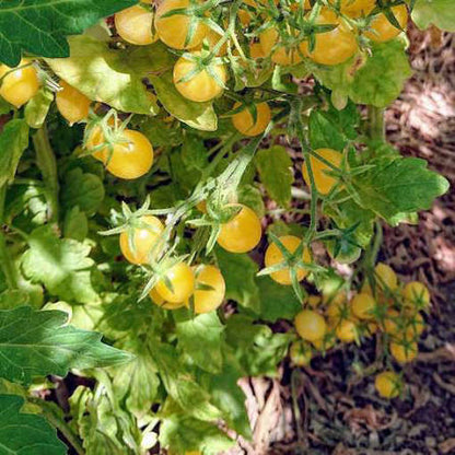Barry's Crazy Cherry Yellow Tomato Seeds for Planting producing abundant clusters of sweet pale yellow cherry tomatoes in home vegetable gardens
