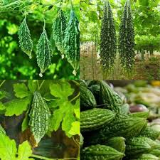 Green Bitter Melon Growing on Climbing Vines