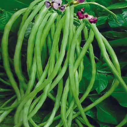 Cowpea seeds for planting with cream-colored black-eyed pea seeds and growing plants
