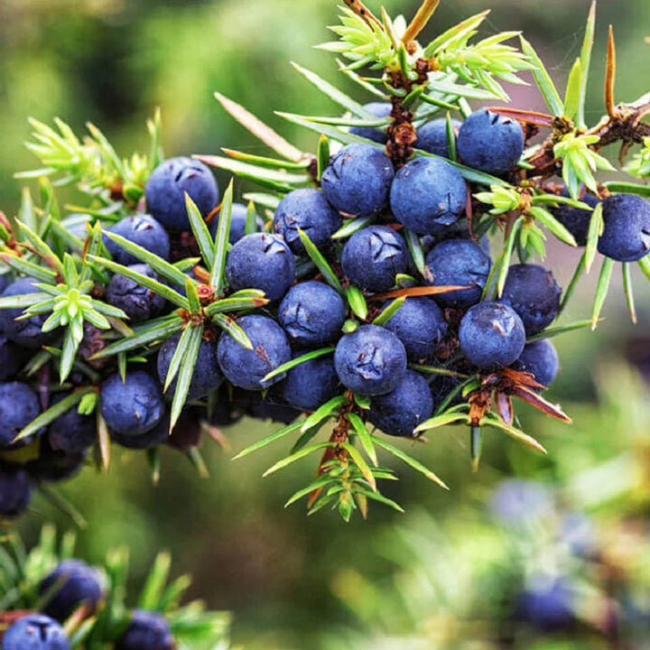 Black Juniper Berry Seeds for Planting – Heirloom Non-GMO Garden Seeds