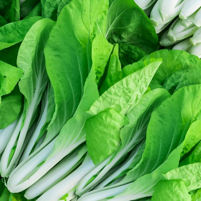 Green Bok Choy Leaves with Crisp White Stems