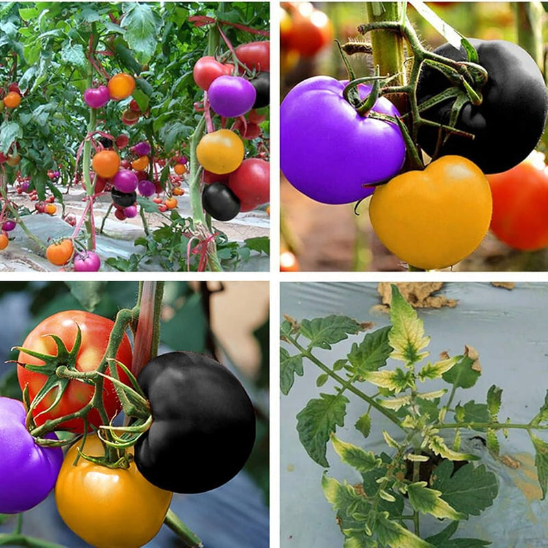 Blue Berries Tomato Seeds for Planting – Heirloom Non-GMO Garden Seeds