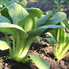 Heirloom Bok Choy Growing in Raised Garden Bed