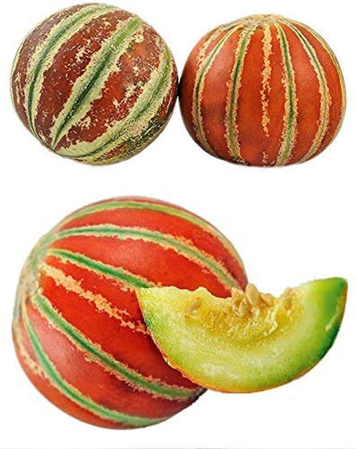 Brown Dew Melon Fruit Seeds for Planting – Heirloom Non-GMO Garden Seeds