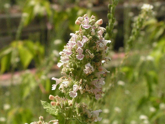 Heirloom Catnip Herb Seeds for Planting – Heirloom Non-GMO Garden Seeds
