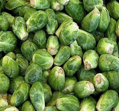 Catskill Brussels Sprouts plant with large firm green sprouts growing along the stalk