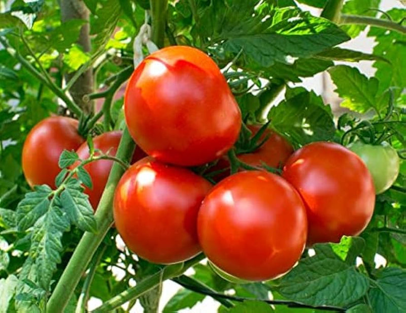 Dar Zavolzhya Tomato Seeds for Planting – Heirloom Non-GMO Garden Seeds