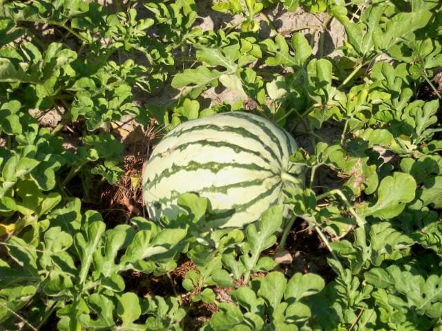 dixie queen watermelon seeds