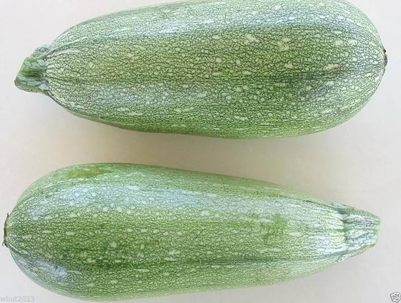 Gray Zucchini Seeds for Planting – Heirloom Non-GMO Garden Seeds