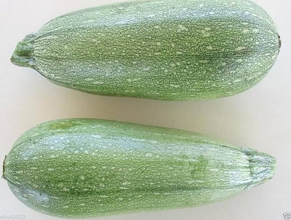 Gray Zucchini Seeds for Planting – Heirloom Non-GMO Garden Seeds