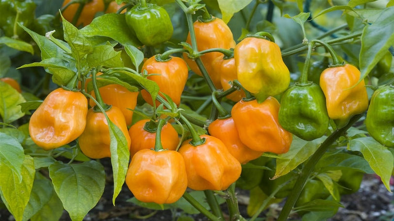 Habanero Chili Seeds for Planting – Heirloom Non-GMO Garden Seeds