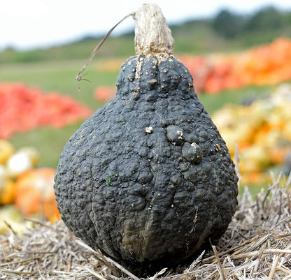 Chicago Warted Hubbard Squash Seeds for Planting – Heirloom Non-GMO Garden Seeds
