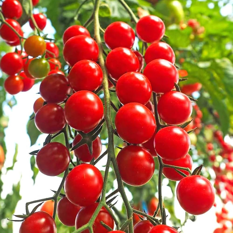 Kremenchug Tomato Seeds for Planting – Heirloom Non-GMO Garden Seeds