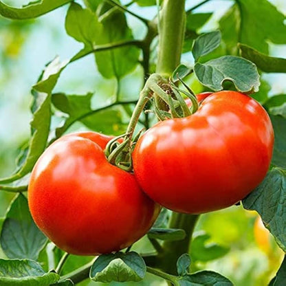 Giant Heirloom Tomato Vegetable Seeds for Planting – Heirloom Non-GMO Garden Seeds