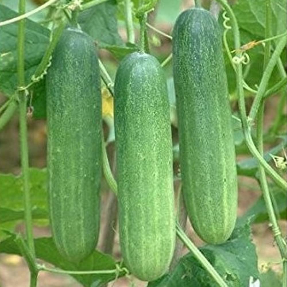 marketmore cucumber seeds