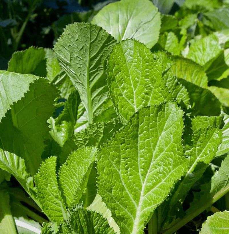 Fresh Mustard Greens Harvested from Home Garden