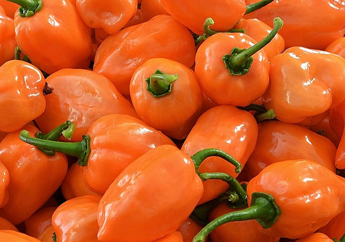 Orange Pepper Seeds