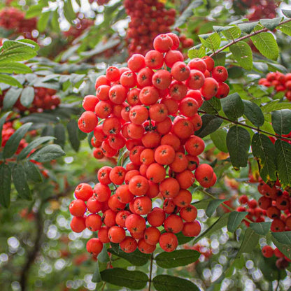 Orange Sorbus Fruit Seeds for Planting – Heirloom Non-GMO Garden Seeds
